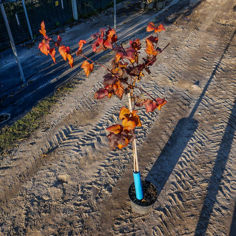 Pęcherznica kalinolistna Diabolo FA (C5)