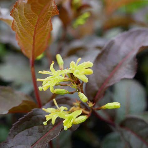 Zadrzewnia okazała Diva (C2)