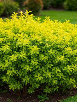 Ligustr Lemon and Lime (P9)