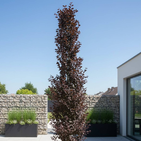 Buk kolumnowy Dawyck Purple