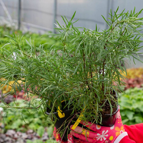 Nachyłek wielkokwiatowy Early Sunrise Yellow Double (C2)