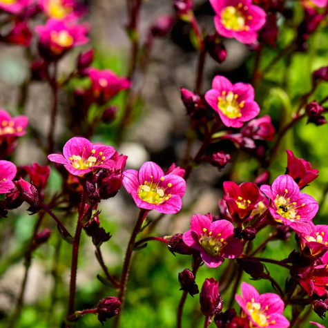 Skalnica Marto Hot Rose (C2)