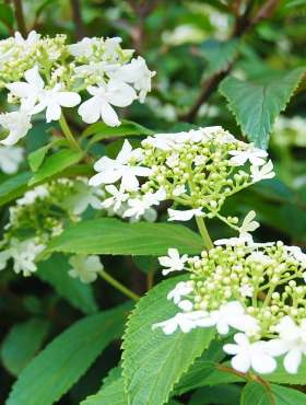 Kalina japońska Watanabe (C2)