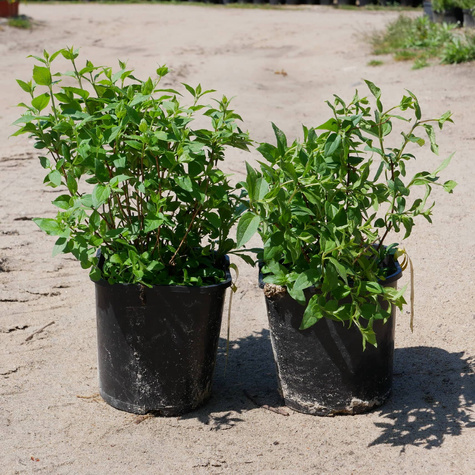 Jaśminowiec 'Manteau d'Hermine'