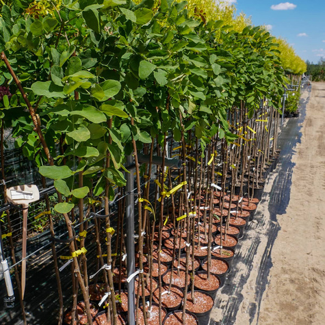 Robinia Małgorzaty Casque Rouge 'Pink Cascade' Na Pniu