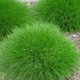 Kostrzewa Gautieria (C2)