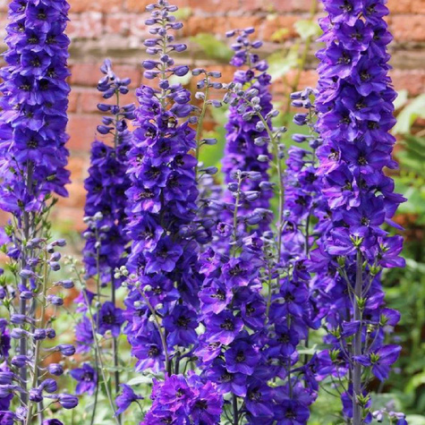 Ostróżka ogrodowa Black Knight (C2)