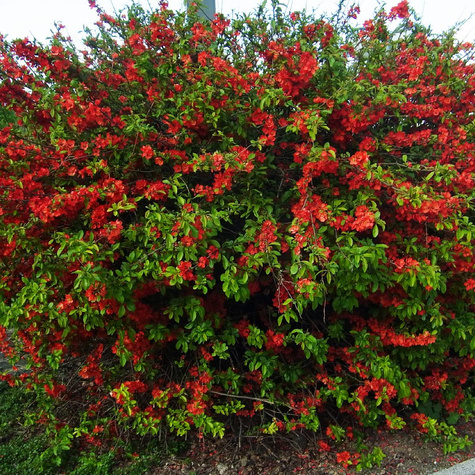 Pigwowiec Jadalny Szczepiony (C2)