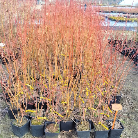 Wierzba Flame czerwone pędy (C2)