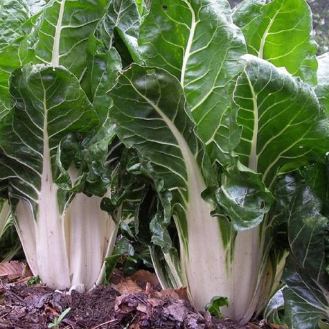 Burak liściowy Amarilla de Lyon 2 10g