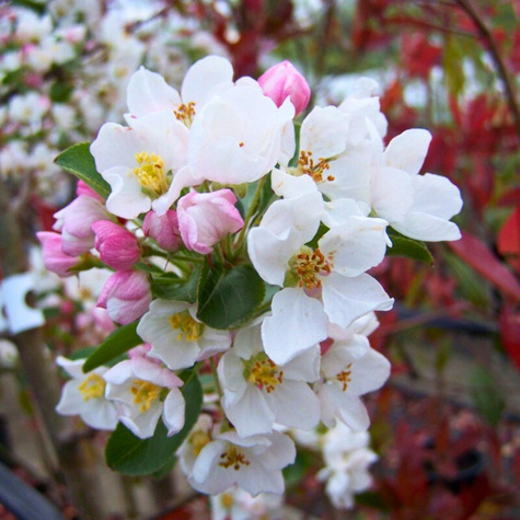 Jabłoń ozdobna rajska Red Sentinel