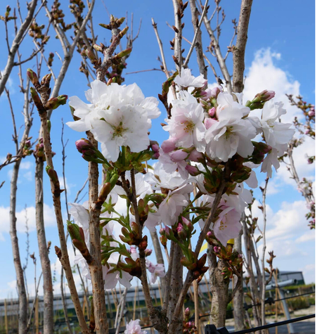 Wiśnia Piłkowana Amanogawa Kolumnowa