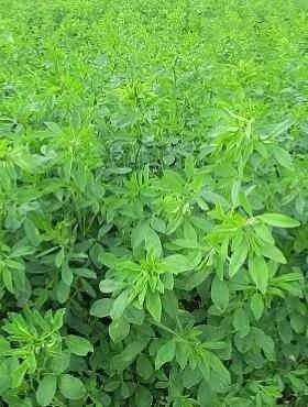 Lucerna siewna otoczkowana+Rhizobium cena za 0,5 kg