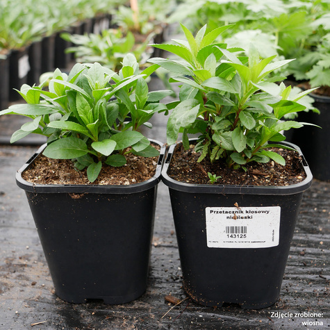 Przetacznik kłosowy niebieski (C2)