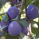 Śliwa Valjevka Plant Pack 
