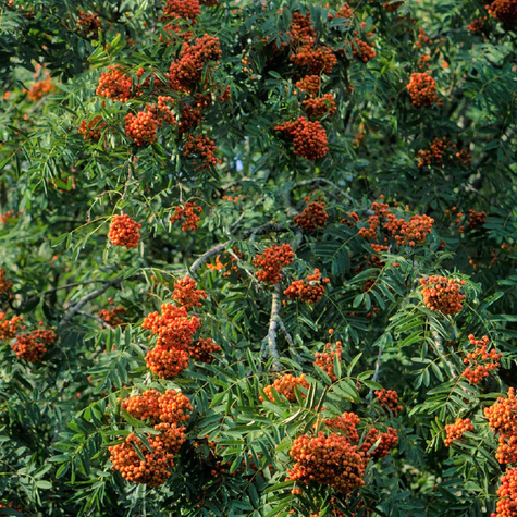 Jarząb turyński Fastigiata NP