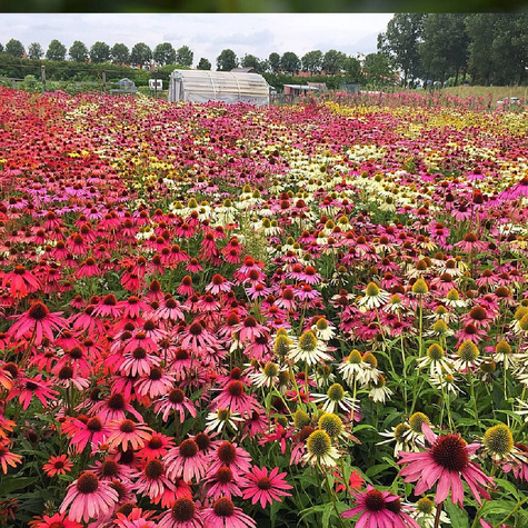 Jeżówka purpurowa Papallo Semi Double Peach (C2)