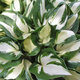 Funkia Hosta Fire And Ice (C2)