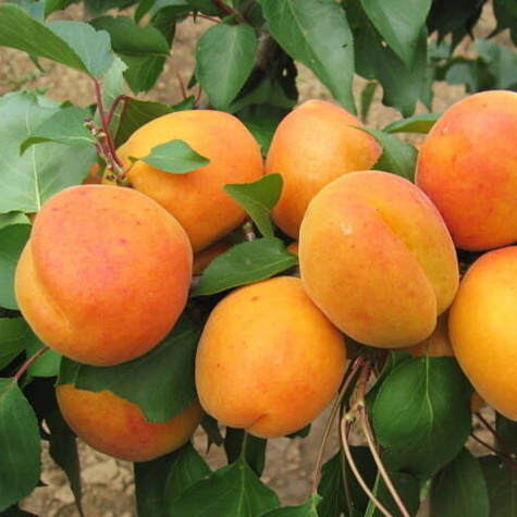 Morela Radka Plant Pack