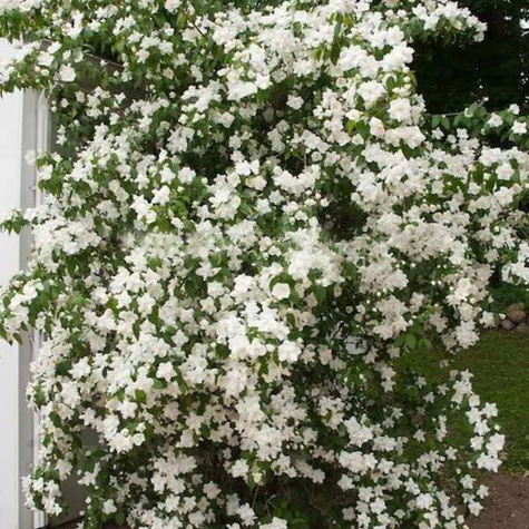 Jaśminowiec wonny Babuni (C2)