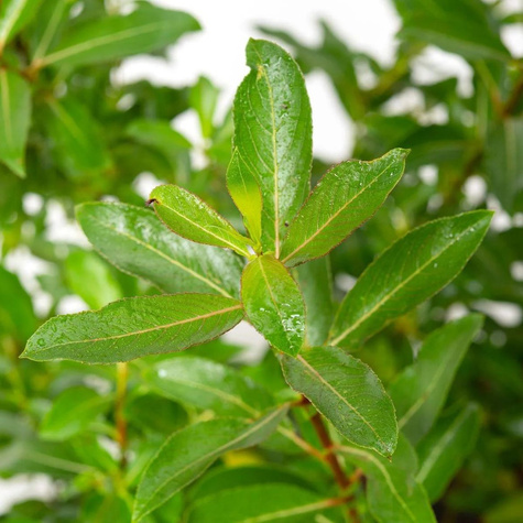 Sztobry Wierzba smukłoszyjkowa Melanostachys czarne bazie 10szt.