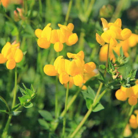 Komonica błotna (P9)