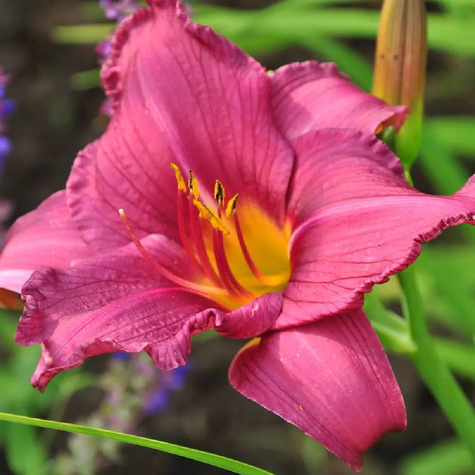 Liliowiec ogrodowy Summer Wine (C2)