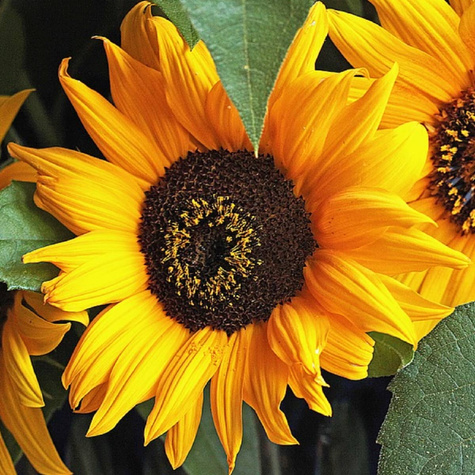 Słonecznik ozdobny Suntastic F1 niski 10szt