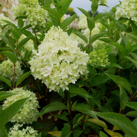 Mini Hortensja bukietowa Gardenlights Whitelight'obficie kwitnąca (C2)