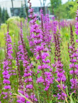 Krwawnica rózgowata Dropmore Purple (C2)