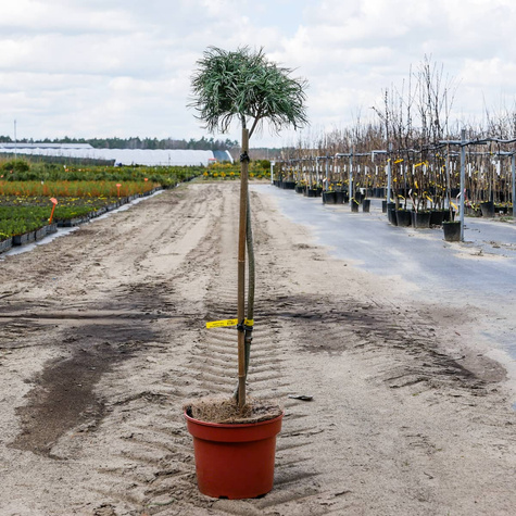 Sosna wejmutka Green Twist szczepiona Pa40