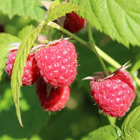 Malina powtarzająca owocowanie Plant Pack