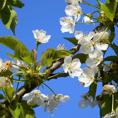 Czereśnia Kasandra w doniczce (C2)