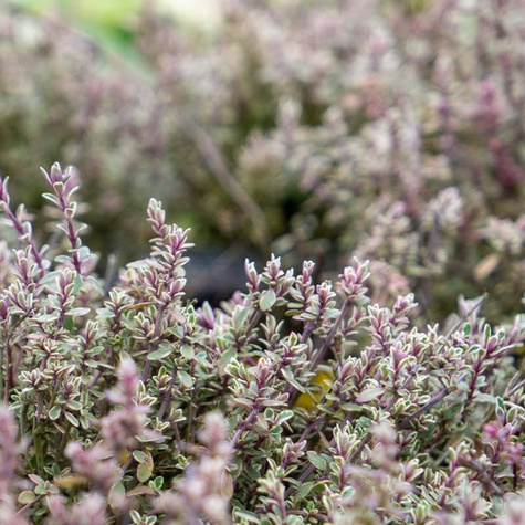 Macierzanka cytrynowa Tymianek Silver Queen (C2)