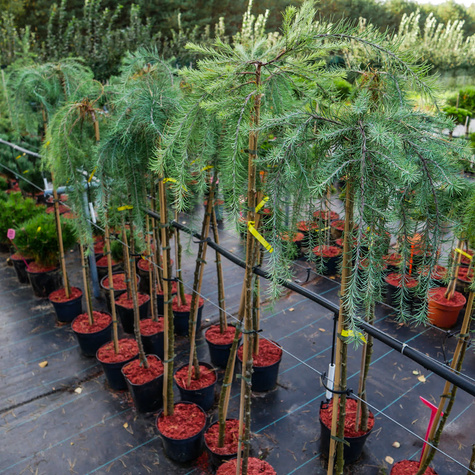 Modrzew europejski Pendula na pniu C5