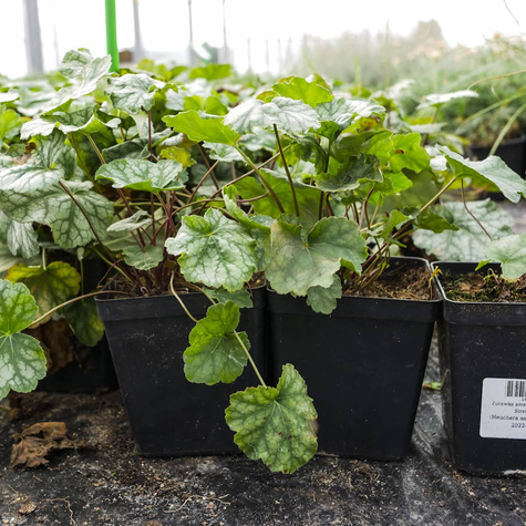 Żurawka amerykańska Dale's Strain (C2)