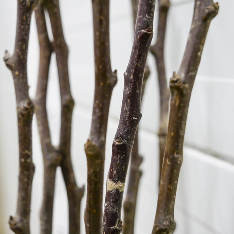 Grusza azjatycka Kumoi Plant Pack