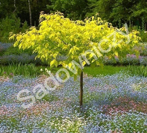 Klon jesionolistny Odessanum szczepiony na pniu h 200-250cm