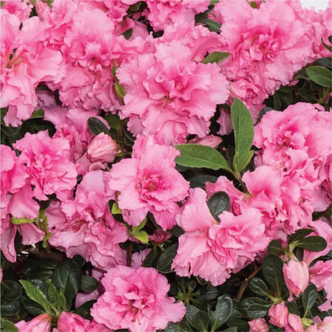 Mini Azalia BloomChampion Różowa powtarzająca kwitnienie (C2)