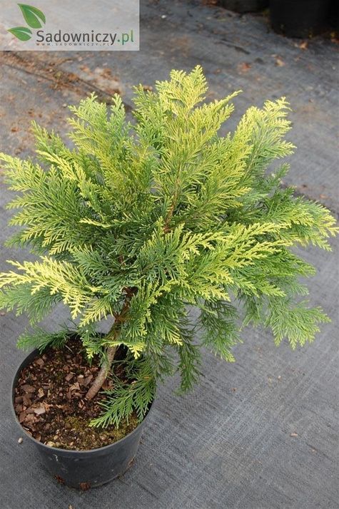 Cyprysik lawsona Kelleris Gold