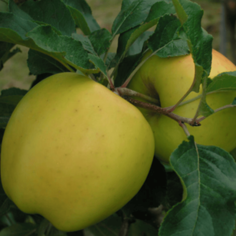 Jabłoń Kosztela w doniczce C2