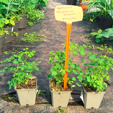 Rutewka Delavay'a Album (C2)