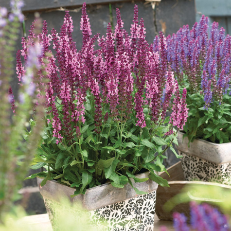 Szałwia omszona Sensation Medium Rose (C2)