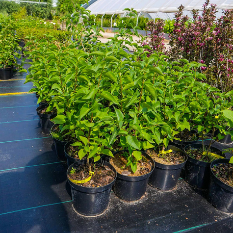 Lilak pospolity Znamya Lenina (C2)