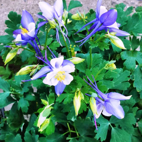 Orlik ogrodowy Aquilegia hybrida Blue Barlow (C2)