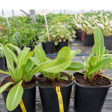 Pierwiosnek ząbkowany (C2)