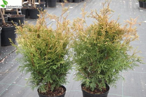 Thuja Tuja Żywotnik zachodni Stolvijk (C2)