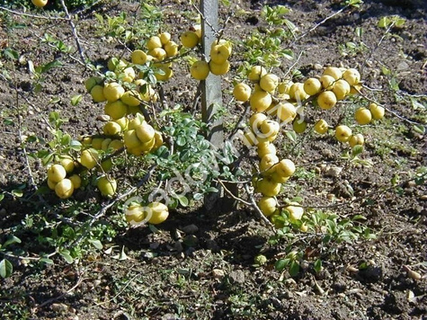 Pigwowiec japoński Maksym w doniczce SADZONKI