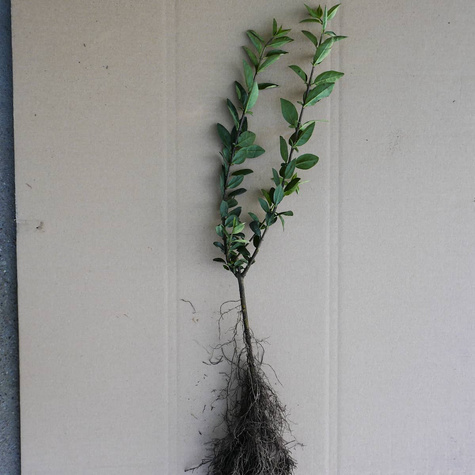 Ligustr Zimozielony Atrovirens Wielopędowy PREMIUM SADZONKI Plant Pack