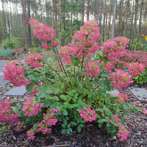 Hortensja bukietowa Magical Fire (C2)